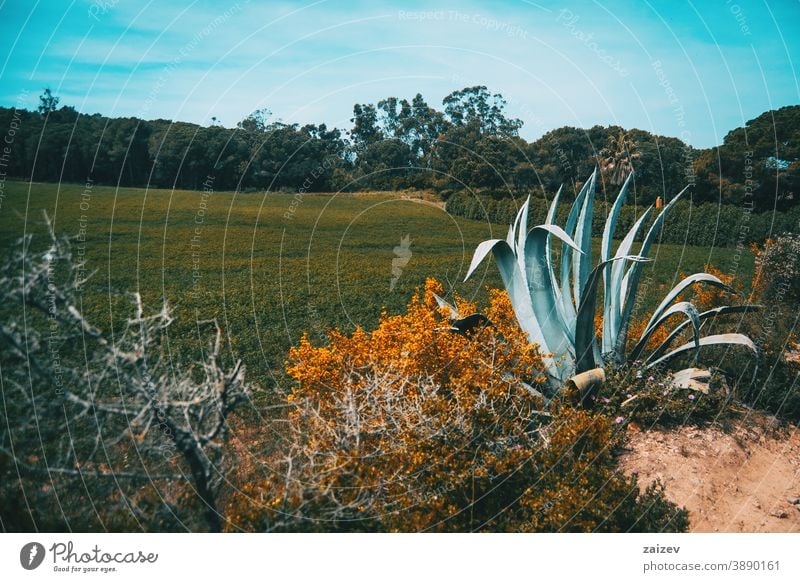 landscape of a field in spain on a sunny day without people outdoor wide copy space left horizontal color agave mountain bush nature spring plant summer
