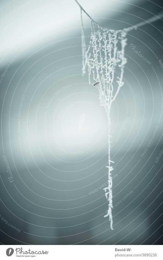 spider's web covered with hoarfrost on a frosty day Frost Winter winter Cold Hoar frost Spider's web Ice Frozen Freeze White