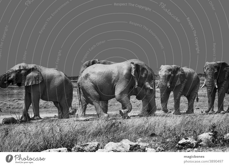 African elephants in Etosha national Park, Namibia etosha namibia safari national park africa herd wildlife black and white african walking desert mammal animal