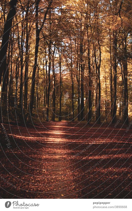 Forest trail in autumn off Autumn Nature Tree Exterior shot Plant Lanes & trails Deserted Colour photo Brown trees Footpath Sunlight Hiking Shadow Relaxation