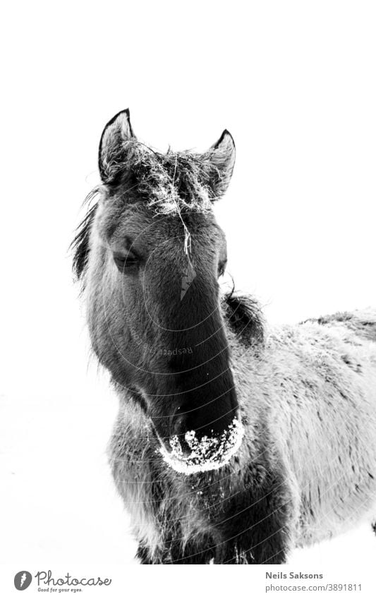 portrait of a horse animal head farm equine stallion nature mane mammal mare wild equestrian eye horses grass pony beauty sky field animals face outdoors