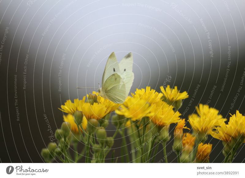 Elegant white butterfly and yellow wildflowers on autumn meadow in evening against the dark sky. The butterfly drinks nectar from a flower. Pieris brassicae or Cabbage White or Great white butterfly.