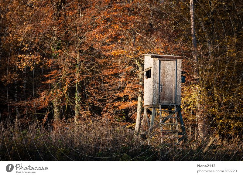 High seat into the light Hunting Environment Nature Earth Autumn Beautiful weather Tree Bushes Forest Clearing Edge of the forest To go for a walk Hunting Blind