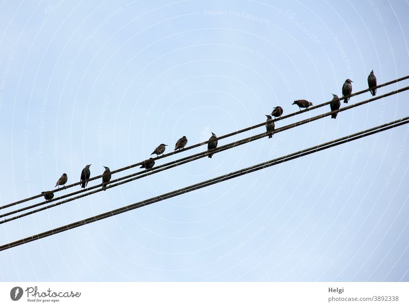 Star array - many starlings sit on power lines in front of a blue sky Bird Starling Summer obliquely Sky Blue Black Many Animal Colour photo Exterior shot