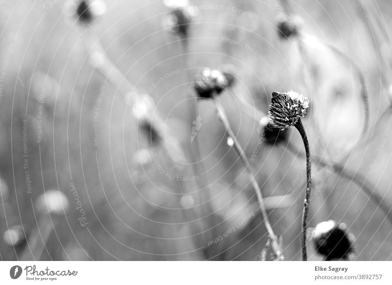 Girl's eye in winter Flower Faded Shriveled Winter Nature Limp Deserted Close-up Transience Old Brown Shallow depth of field