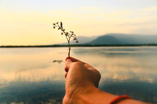 hand holding out flowers to the sunset to show concept of letting go and mental health Finding peace of mind Letting go Moving on Supporting mental health