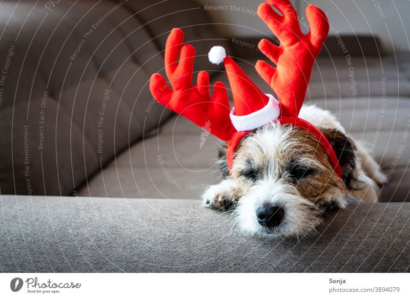 Jack Russel Terrier on dog bed by fireplace with hat - SuperStock