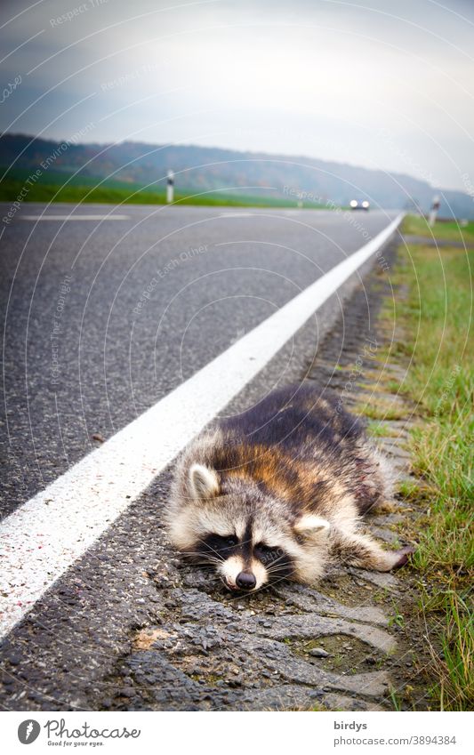 Dead raccoon lying on the side of a busy country road, moving car. Deer accident, death Raccoon wild accident dead run sb./sth. over Country road Wild Sacrifice