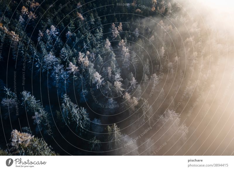 Forest from above Fog trees Tree Autumn Winter Bird's-eye view Cold Landscape Nature Exterior shot Colour photo Frost Light Environment Weather Winter forest