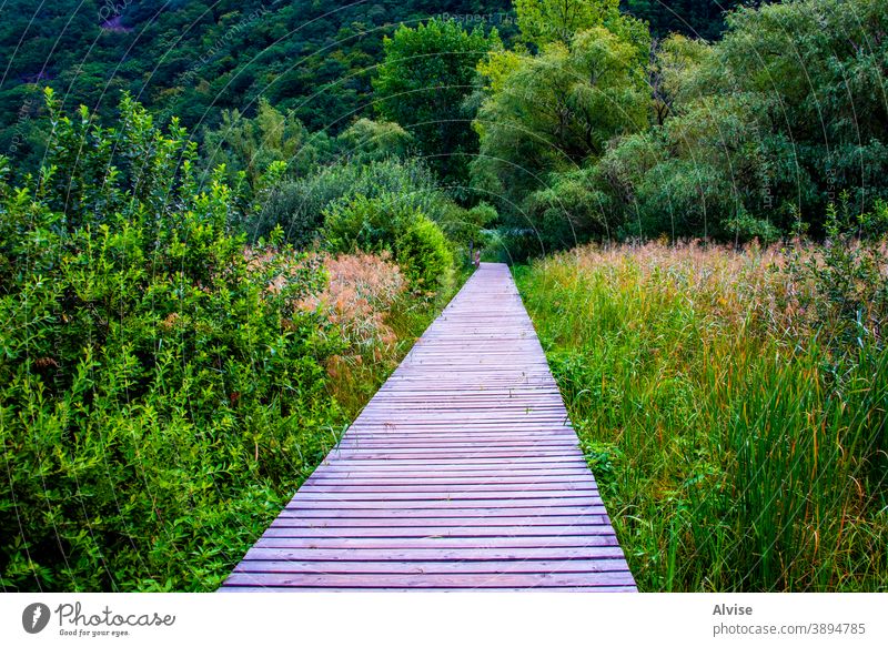walkway between the reeds nature landscape natural outdoor green grass environment wooden water path travel bridge lake background plant boardwalk field dry
