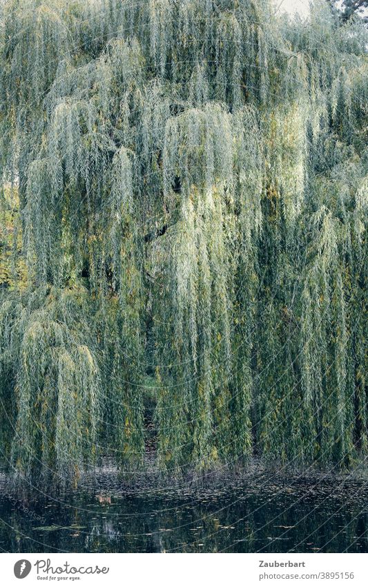 Weeping willow with hanging branches over a pond Hang twigs ponds Green Twigs and branches Tree Nature Day