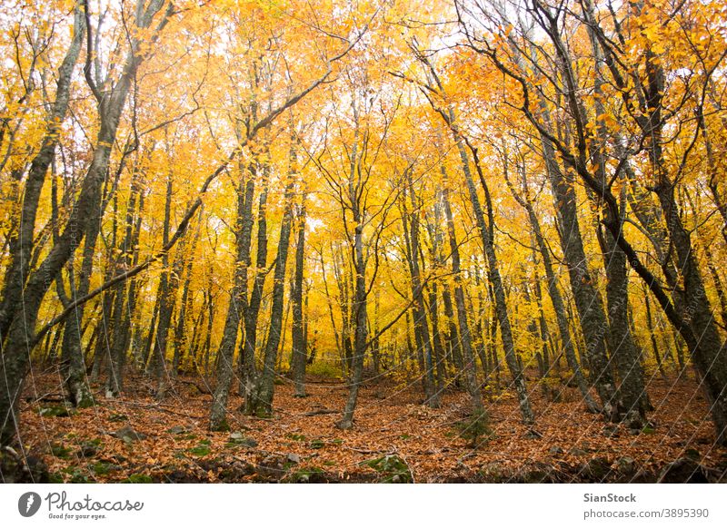 Autumn trees in the forest, Greece autumn fall nature yellow landscape leaves background beautiful park foliage season green orange light sun red color beauty