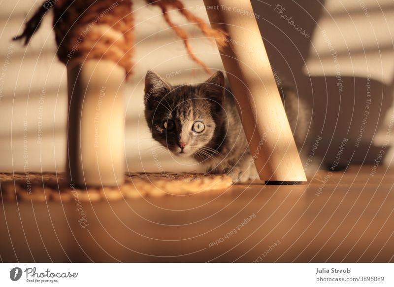 Little cat looks curiously in the shadow play under her scratching post Cat Kitten cat tree Cat eyes Shadow Plaited cord thread rope Gray-haired Green