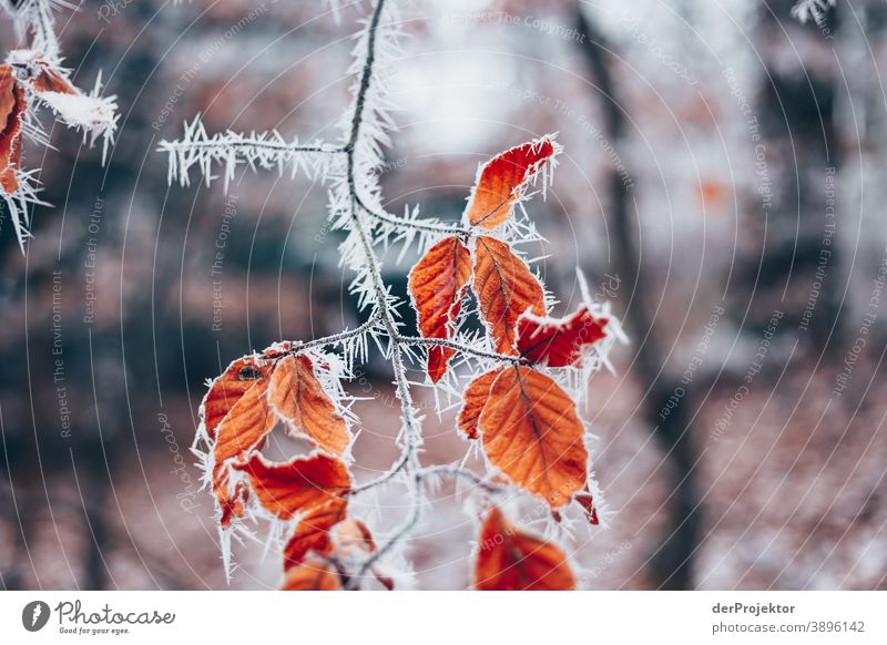 Hoarfrost covered leaves in Wiesbaden II Hoar frost Frozen Miracle of Nature Fascinating Colour photo Acceptance Plant Deciduous tree Tree Structures and shapes