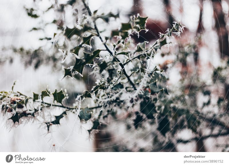 Hoarfrost covered leaves in Wiesbaden Hoar frost Frozen Miracle of Nature Fascinating Colour photo Acceptance Plant Deciduous tree Tree Structures and shapes