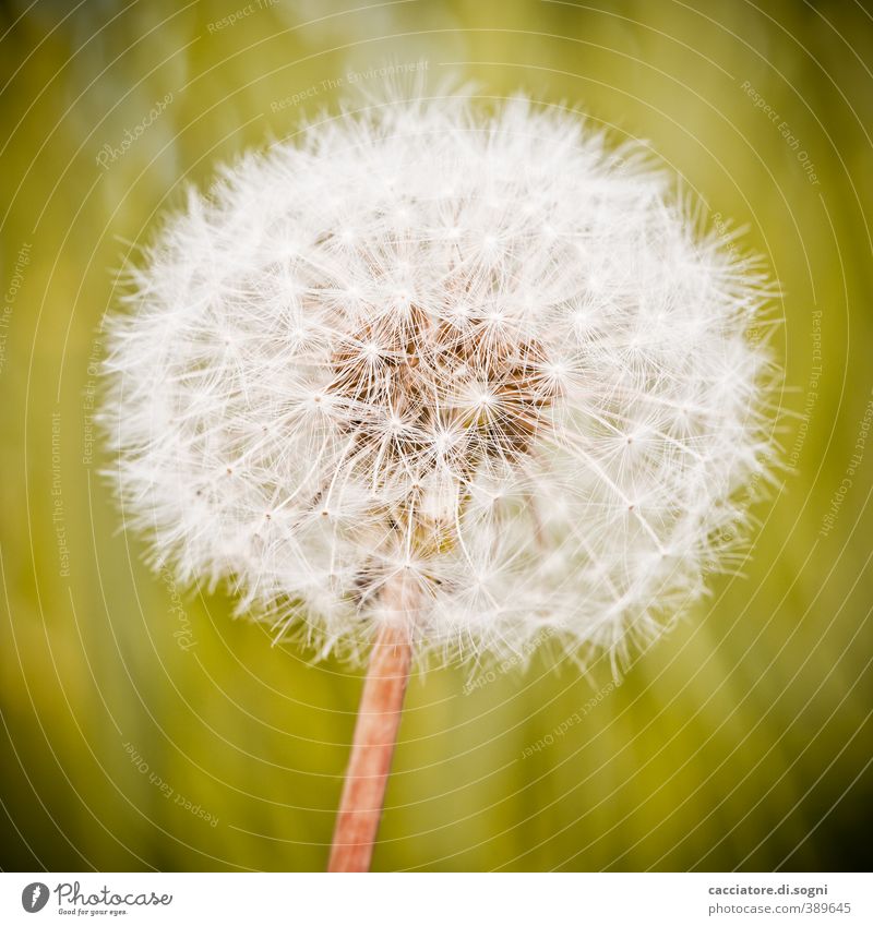 lint on a stick Plant Summer Beautiful weather Blossom Wild plant Dandelion Sphere Esthetic Fat Elegant Friendliness Bright Natural Round Green White