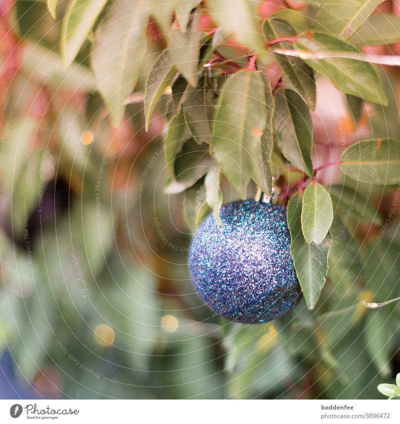 blue christmas ball on a potted plant Christmas decoration Glitter Ball Winter Christmas tree decorations Decoration Blue Shallow depth of field Close-up