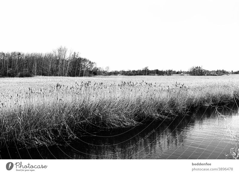 River plain overgrown with reeds, trees and bushes on the horizon, diagonally on the lower right a river section river landscape Landscape Black and white image