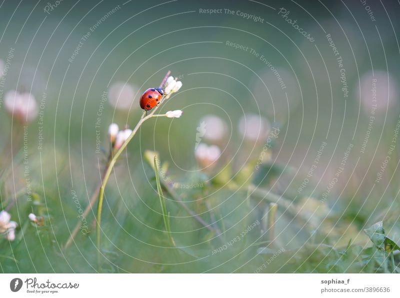 Ladybug sitting on blossom at evening twilight, macro shot of blooming meadow ladybug flower ladybird field beetle grass garden evening light spring flora