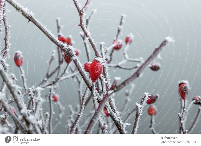 rosehip in winter, branches with ice crystals Rose hip Ice Frost Winter Cold Snow Nature Plant Frozen Ice crystal Freeze Crystal structure White