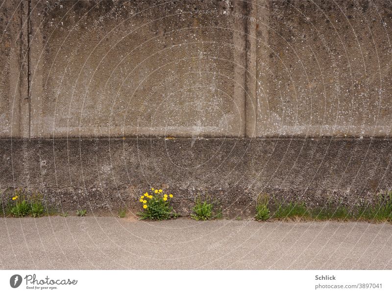 Wallflowering dandelion in bloom in front of concrete wall background Dandelion blossom Concrete wall Spring Town urban blossoms Pioneer plant undemanding