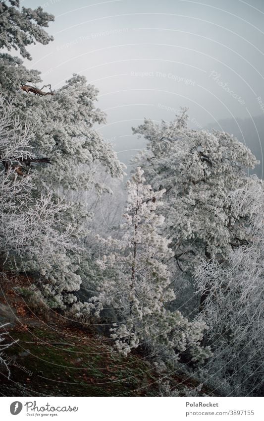 #A0# Winter forest at winterwalden Winter vacation Winter mood Winter's day Winter light Snow hoar frost chill trees Nature Phenomenon Natural phenomenon Frost