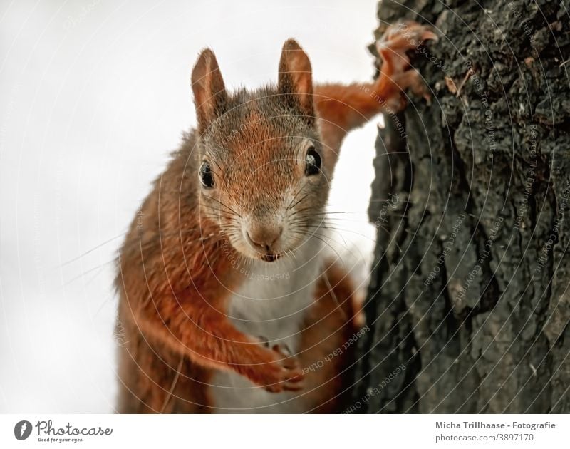 Watched closely by the squirrel Squirrel sciurus vulgaris Animal face Head Eyes Nose Ear Muzzle Claw Pelt Rodent Wild animal Nature Tree Curiosity Observe