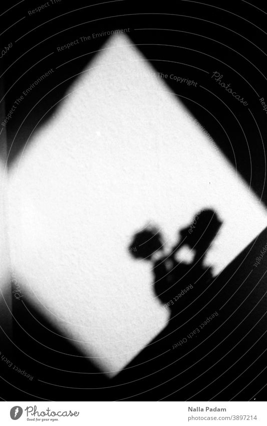 Light rut and silhouette Analog Analogue photo Black & white photo diamond Shadow Plant Day Deserted White Flower