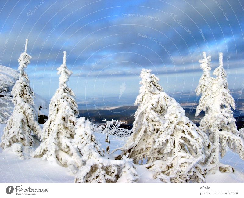 Four snow-white firs and a blue sky White Air Mountain Snow Sky Blue