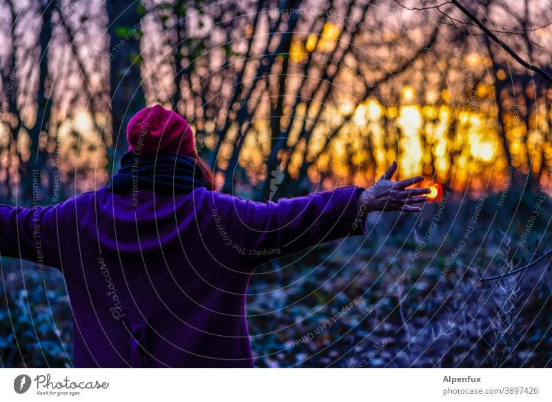 touch the sun Sunset sunset mood Evening Touch touching Sunset sky Twilight Dusk Exterior shot Sunset light Silhouette Environment Back-light Light Forest trees