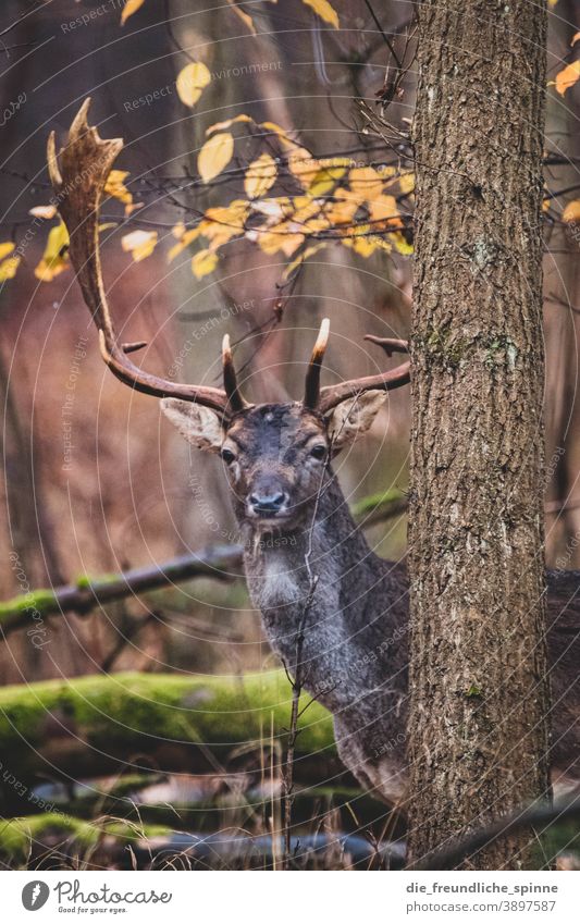 Deer in the forest stag Roe deer Wild Fallow deer Forest Animal Exterior shot Wild animal Nature Colour photo Animal portrait Day Mammal Grass Deserted Hunting
