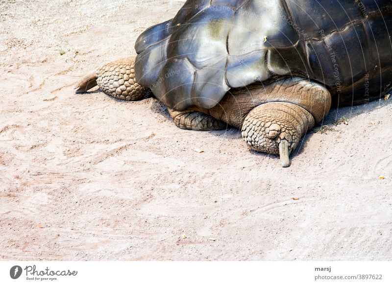 The giant tortoise said to himself, "Let's get out of here. Giant tortoise Turtle Animal Hind quarters Reptiles Tortoise-shell Legs Armor-plated safeguarded
