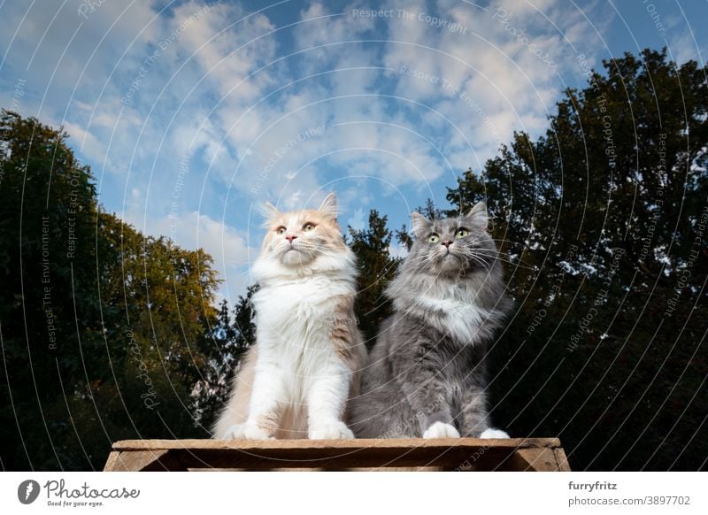 two maine coon cats sitting outdoors side by side longhair cat nature front or backyard garden elevated viewpoint looking observing low angle view two animals