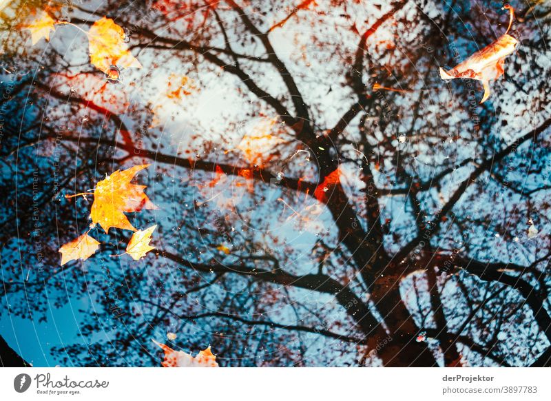 Reflection of a deciduous tree in water IV Grief Goodbye Subdued colour Contrast Copy Space bottom Copy Space top Copy Space left Copy Space right