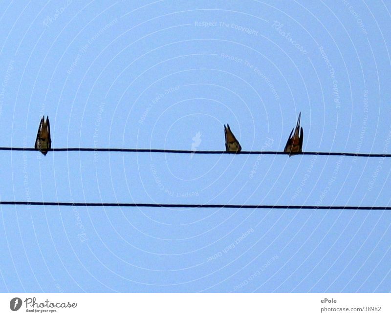high voltage Bird Transmission lines Electricity