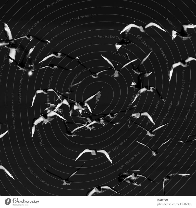 Night birds Flock Bird Flying surreal Abstract Wild animal Group of animals Sky Flock of birds Gray fly away Flight of the birds motion blur Escape Silhouette