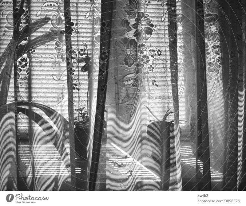 Chisinau Window Sunlight Curtain Drape Structures and shapes Pattern Deserted Long shot Interior shot Detail Black & white photo Calm Window board
