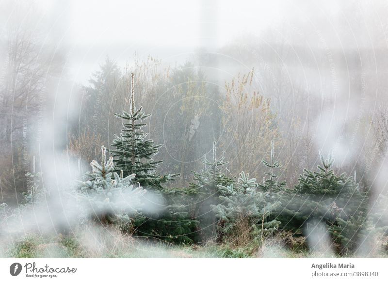 Christmas tree plant with Nordmann firs covered with hoarfrost Fir tree Abies nordmanniana Hoar frost Winter Winter mood Cold icy structures