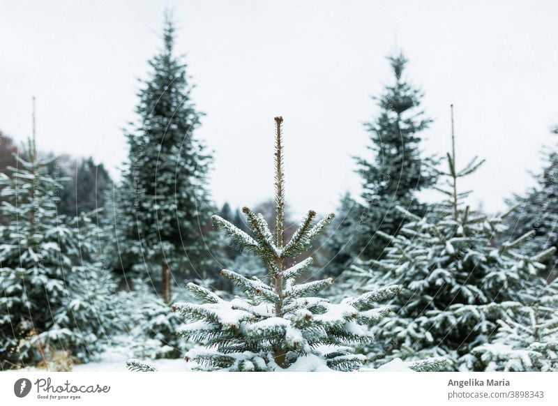 Freshly snowed-in Christmas tree plantation in Central Europe with Nordmann firs, one fir in the middle in focus, in the background fir trees in the blur