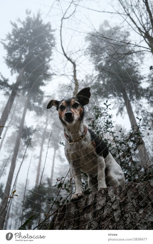 Jack Russell Terrier sitting on a tree trunk Jack Russell terrier jack russell Dog tree trunks Sit Forest Autumn Neckband Pet Animal Brown Cute Delightful