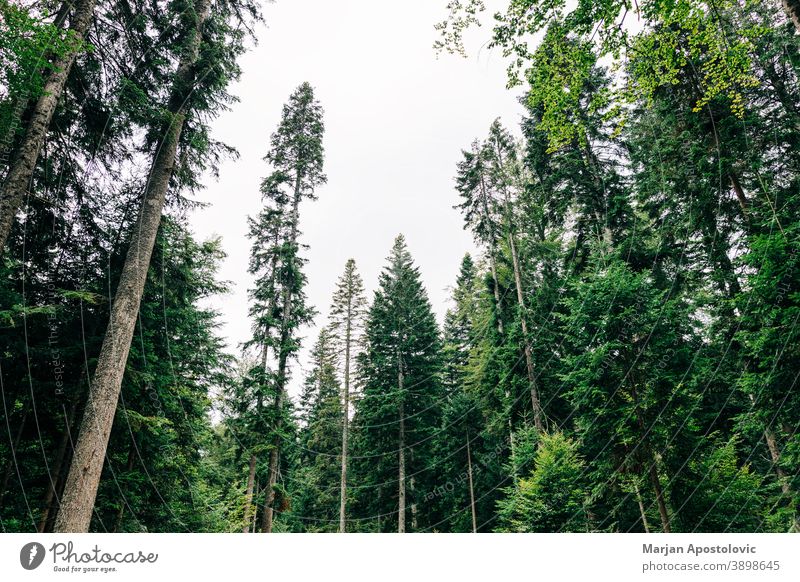 View of the pine tree tops in daylight adventure background beautiful branch environment evergreen explore fir foliage forest growth high landscape leaf lush