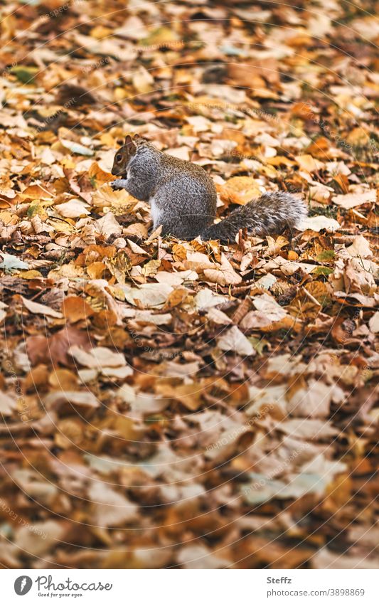 Squirrel camouflaged in autumn leaves on an autumn meadow grey squirrel Autumn leaves autumn warmth November November papers frisky Cute autumn picture Autumnal