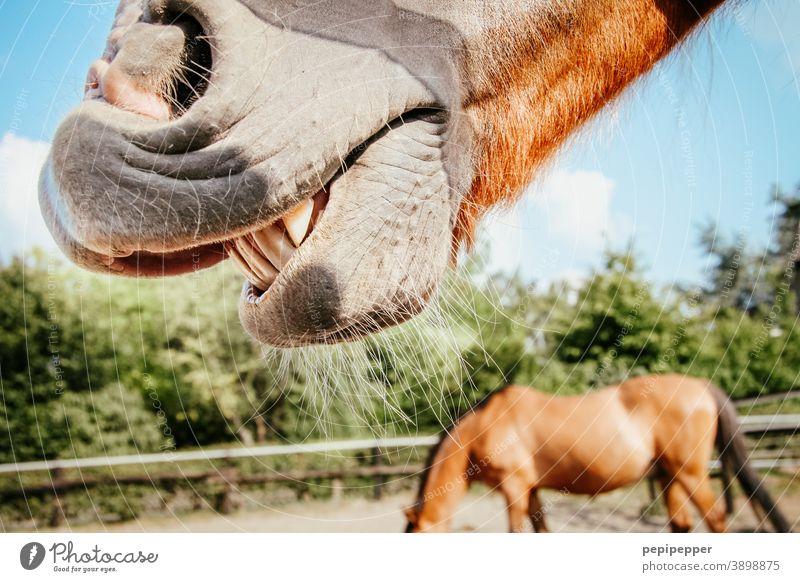 Horse laughing in a paddock Laughter Animal Exterior shot Nature Colour photo Mane Willow tree Meadow To feed Animal portrait Landscape Sky Summer Farm animal