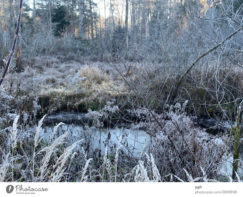 Morning walk with hoarfrost Hoarfrost in the morning Brook Marsh Autumn Winter reed grasses Forest morning walk Lake Starnberg Bog