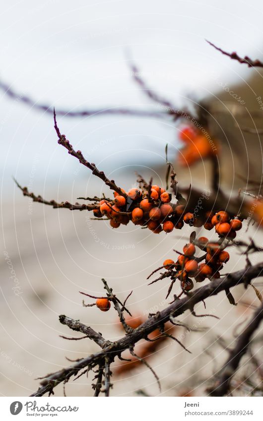 Ripe sea buckthorn on a cold winter's day on the beach of the Baltic Sea Sallow thorn Fruit Red Orange salubriously Vitamin Vitamin C Food Fresh Organic produce