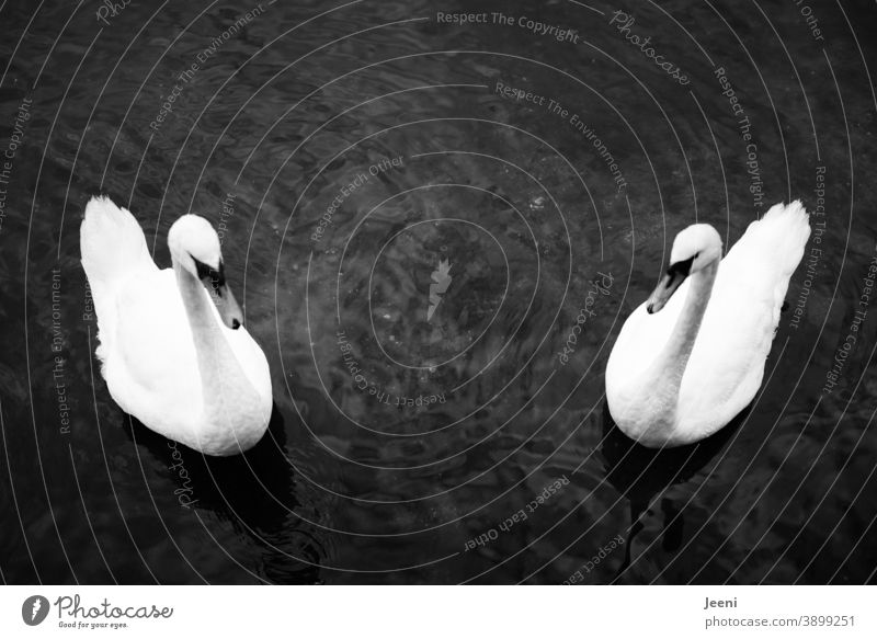 Two swans swimming symmetrically in the water Swan Symmetry Water be afloat Lake Ocean Baltic Sea bank coast Bird White Feather Animal Nature pretty Beak