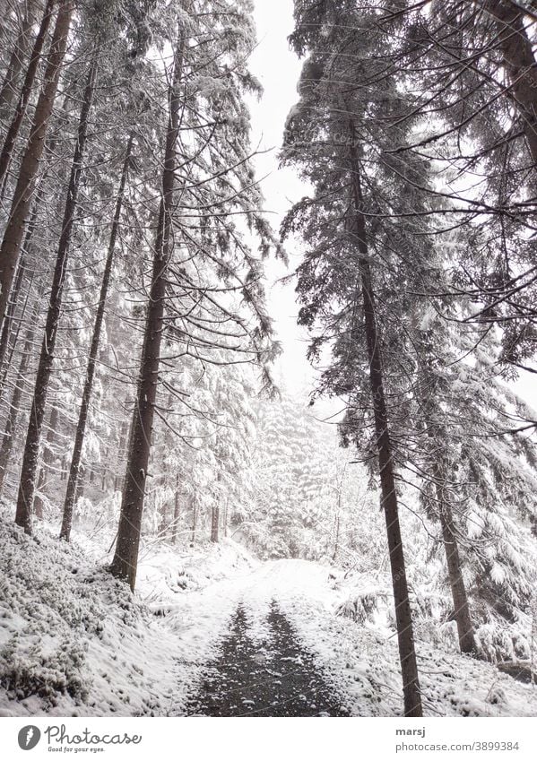 Winter hiking trail in the spruce forest. Threateningly falling lines. Winter mood Winter's day Cold Nature Winter magic winter Snow Hiking trails Promenade