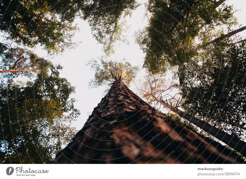 Fir tree branch Bavaria biotope branches clouds conifer deciduous ecological ecosystem environment fir forest grass green ground habitat hill Horizont idyllic