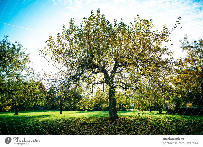 Autumn Deciduous Forest Bavaria Habitat Subsidiaries Clouds Conifer deciduous Ecological Ecosystem Environment Fir tree Grass Green Ground Hill Horizon