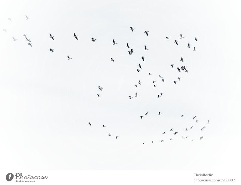 Geese in flight black and white geese Migratory bird Nature Bird Flying Sky Exterior shot Wild animal Flock Freedom Flock of birds Group of animals Environment